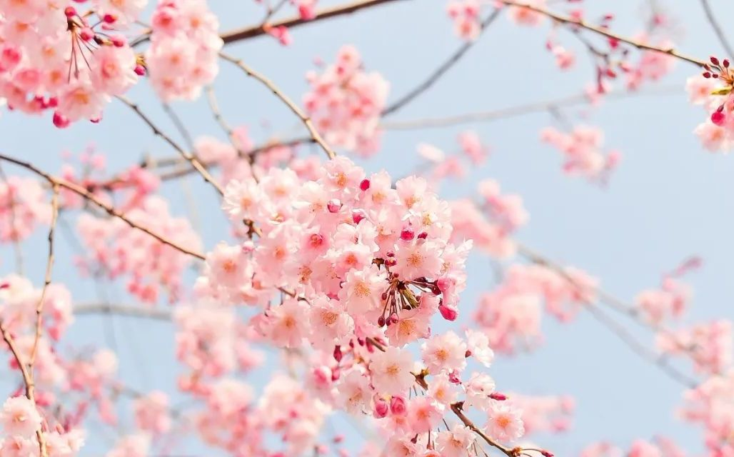 金堂竹篙镇竟然藏了一座几千亩的樱花花海?