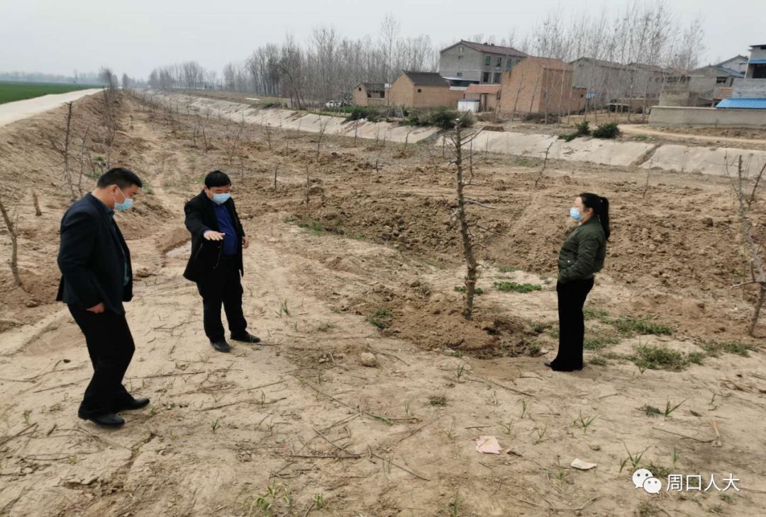 【基层】芝麻洼乡:植树添绿助扶贫 种下一"树"新希望