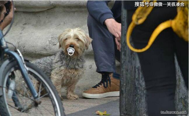 打死一條藏獒 寵物 第8張