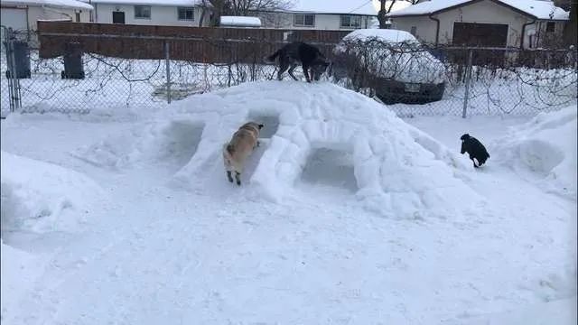 主人為了讓汪星人在冬天不宅家，在院子裡為它們打造了個冰雪樂園 寵物 第2張
