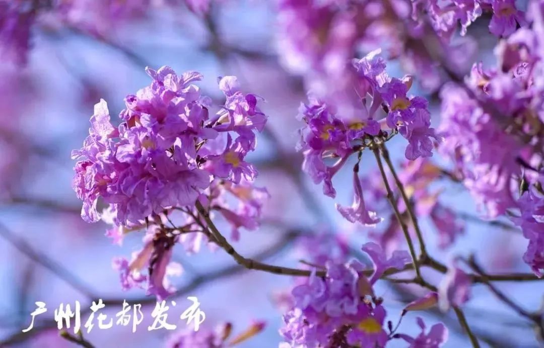 广州花都,紫花风铃木