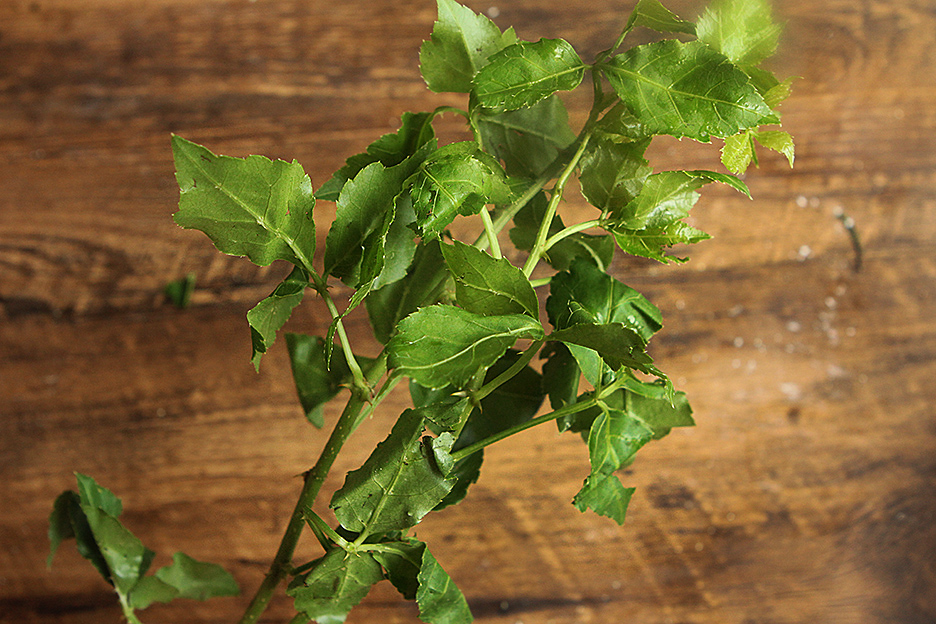 农村这野菜全身带刺,是菜也是药,4块钱一把,遇到别