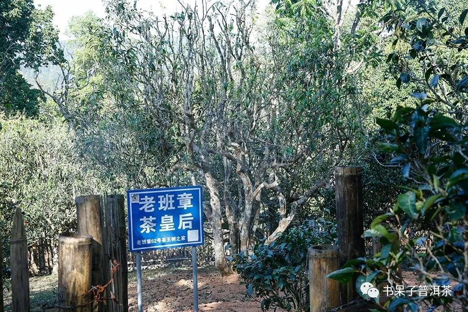 2020春茶行第三站老班章领略王者气势