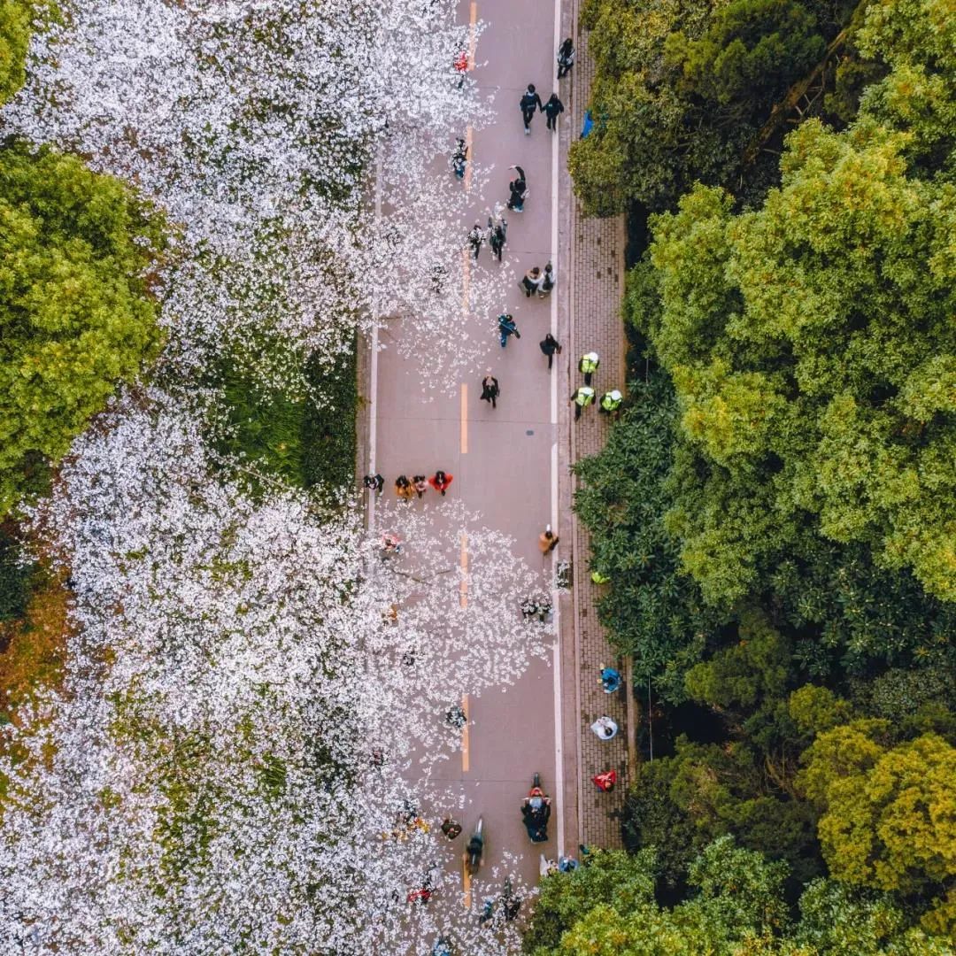 武汉大学珞樱缤纷我的灵魂