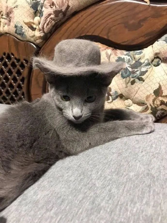 猫去毛梳哪种好用 3fbe881bf24c450db6d0394cf48c0ac2.jpeg