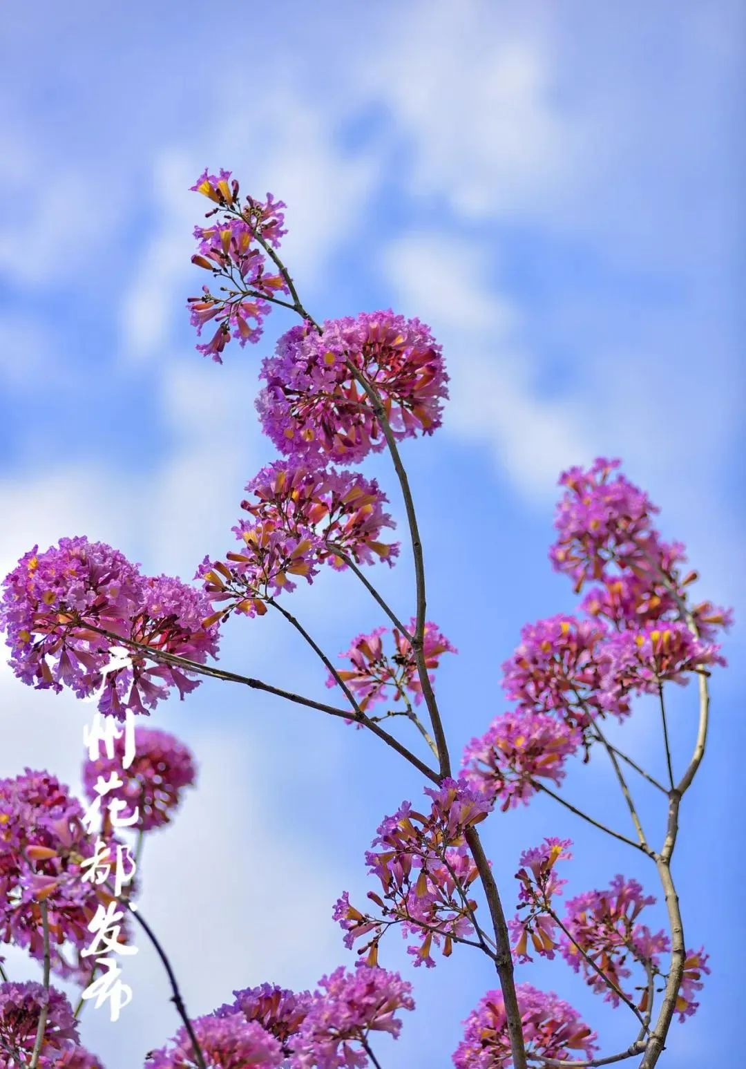 广州花都,紫花风铃木