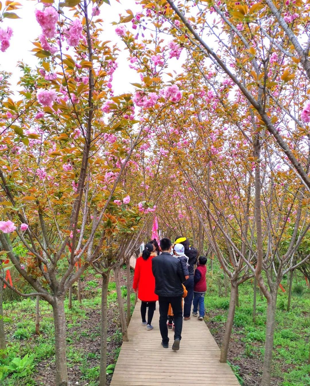 惊艳2020金堂竹篙镇竟然藏了一座几千亩的樱花花海正值花期