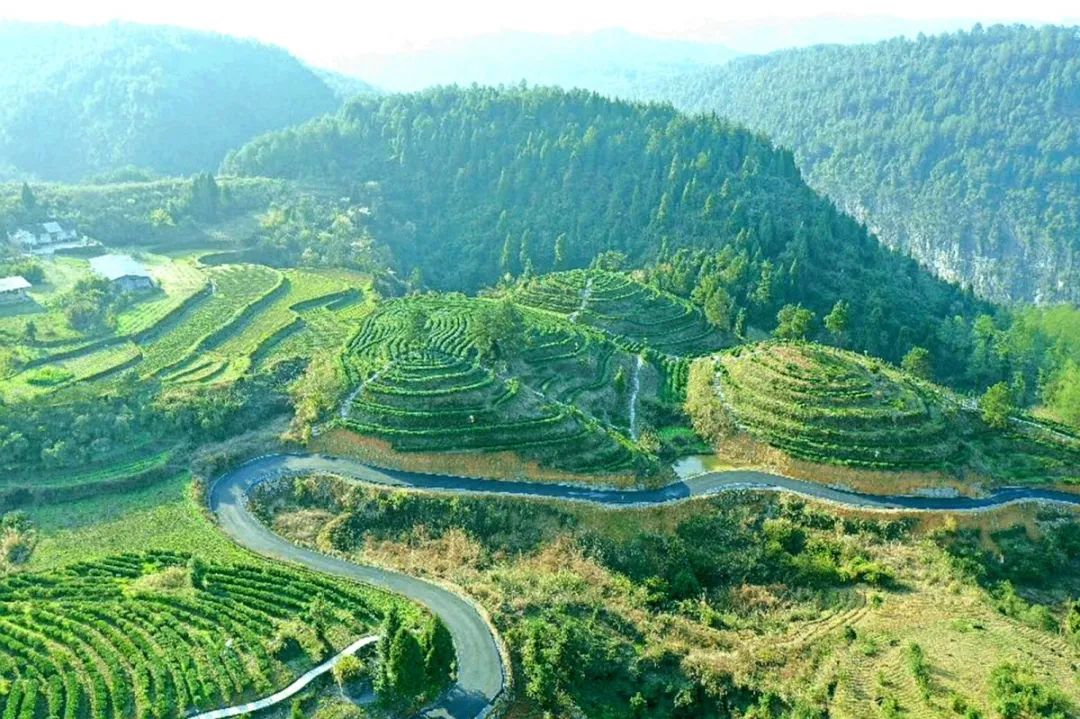春茶季丨古丈毛尖看得见风景的茶园