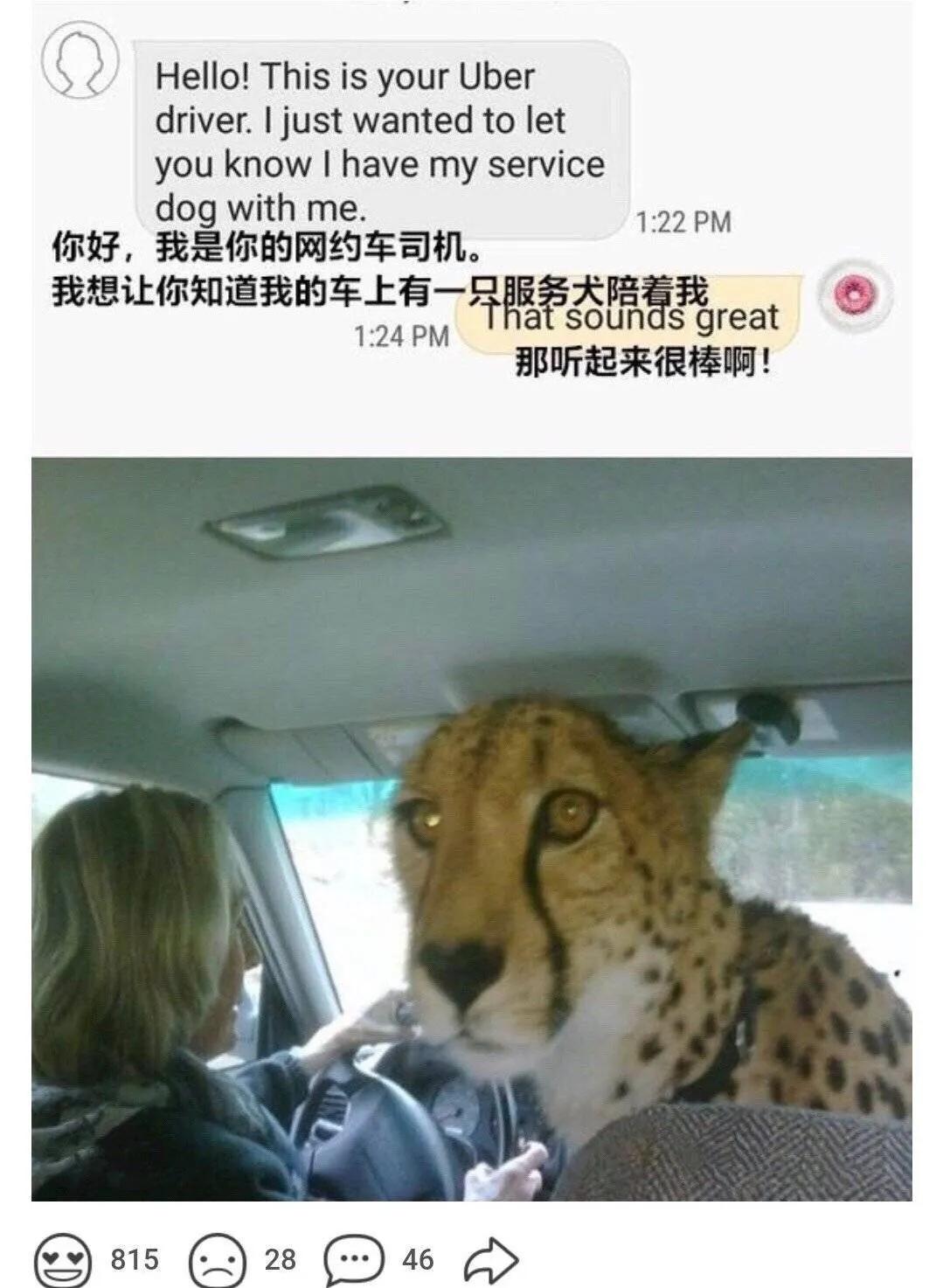 女子使用打車軟體，被告知載有服務犬，上車見到後頓時不敢動了 寵物 第3張