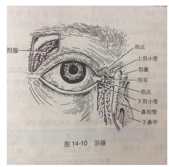 眼睛干涩,瘙痒,无泪可以试试睛明穴