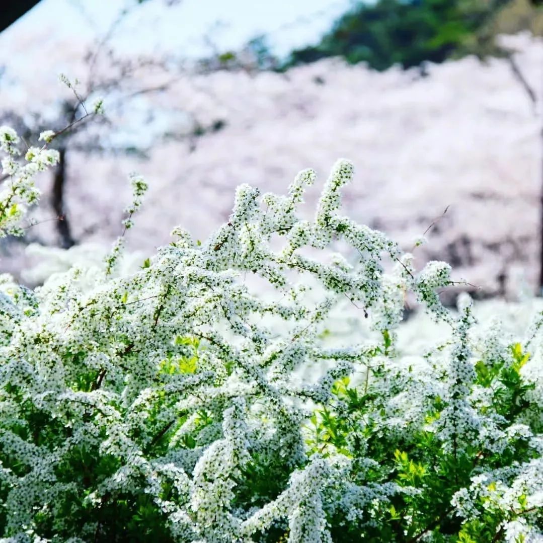 雪柳如雪似柳美的可以原谅它所有缺点