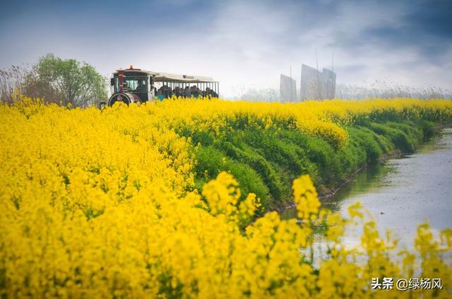 美爆了高邮湖上花海3月18日正式开园