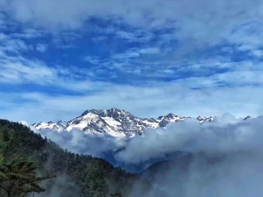 春天,可以在西岭雪山观杜鹃,赏报春,感受被高山花海包围的浪漫.