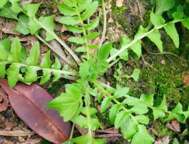 原创 阳春三月野菜香,春天荠菜清香鲜美,荠菜在北方地区叫"荠荠菜"