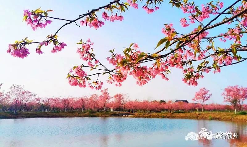 春满襄州"云赏花" 暖日和风花草香