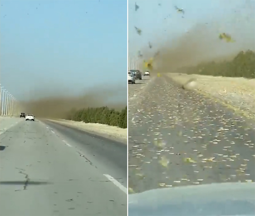 巴基斯坦男子开车穿越蝗虫群被吓傻：以为是沙尘暴