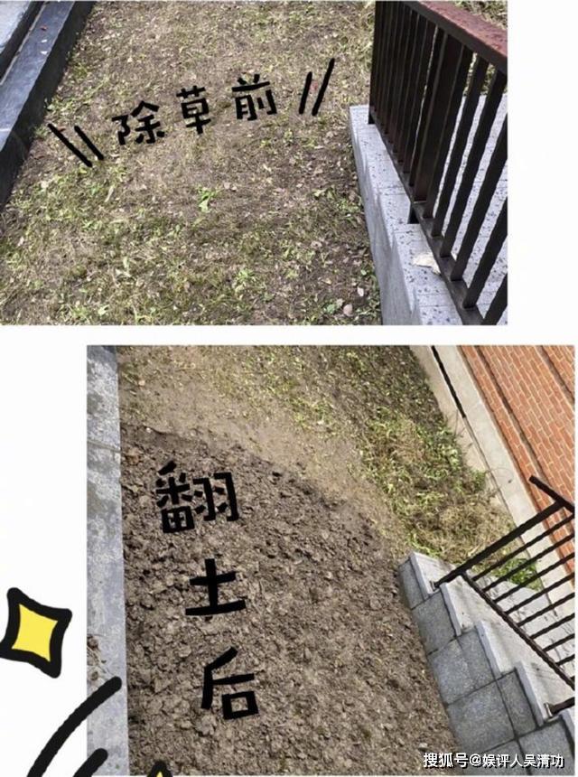 Angelababy除草翻土 迪丽热巴无聊晒图 关晓彤解除隔离复工拍戏 鹿晗