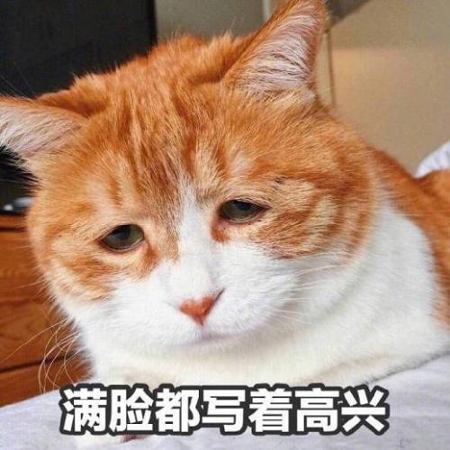 可爱猫咪等回复表情包:唉,喜欢的人怎么还没回我消息