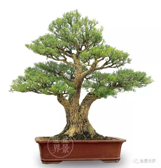 黄杨怎么换盆 ab1c237811714a1f979e55b909139fee.jpeg