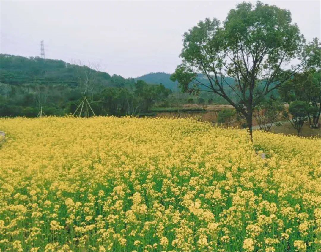 温岭植物园,20亩油菜花开温岭城东,一片油菜花海暖洋洋的阳光下,田野