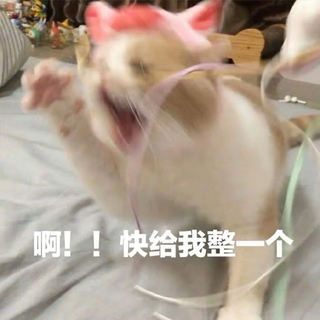 “养猫之后，我再没好好吃过一顿饭…”