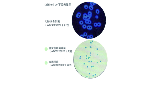 hidtect大肠杆菌显色和荧光双重鉴定纸