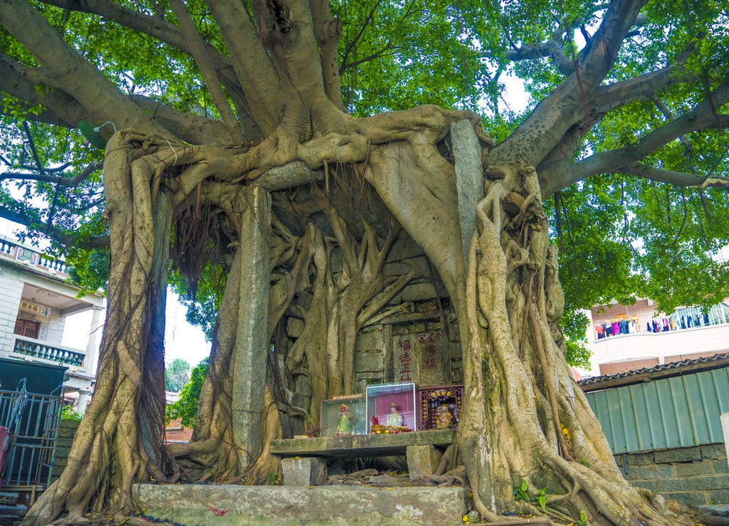 石狮灵秀港塘农村,树龄已有154岁,被村民称为该村的"平安树","风水树"
