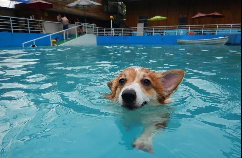 不是所有汪星人都会"狗刨式"游泳!