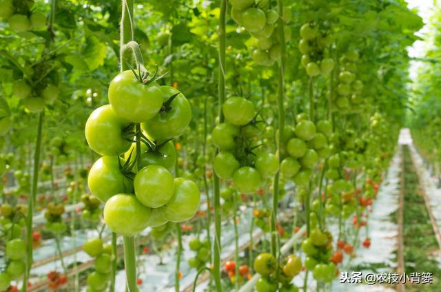西红柿怎么种比较旺 d16769d0d16540f59e9907c17e7206b5.jpeg