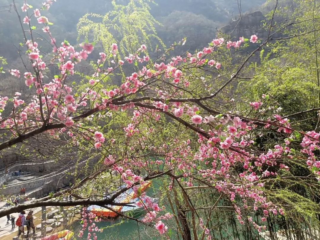 新乡南太行丨体验山花烂漫,拥抱最美春光!_桃花