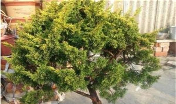 养了这么多年的“柏树盆景”你能区别十大壮观的柏树盆景吗？
