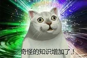 奇怪的知识增加了!火遍全网的这只猫,到底什么来头?_mur