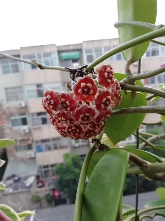 赏花| 美丽球兰开花,各花期的花色各不相同