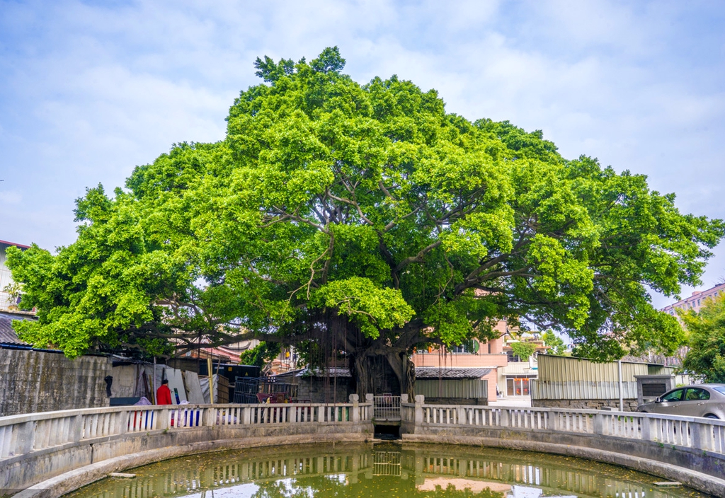 石狮灵秀港塘农村,树龄已有154岁,被村民称为该村的"平安树","风水树"