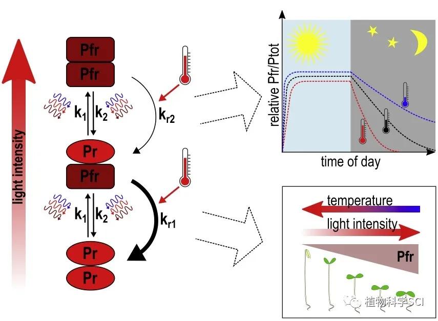 molecularplantreview┃植物光敏色素的热逆转
