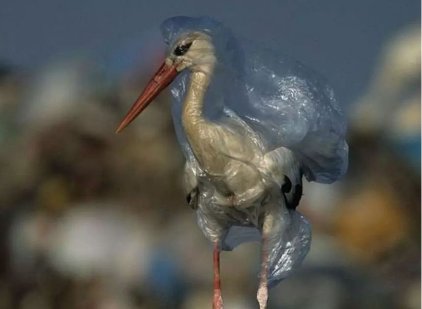 被塑料袋弄得快窒息了的海鸥