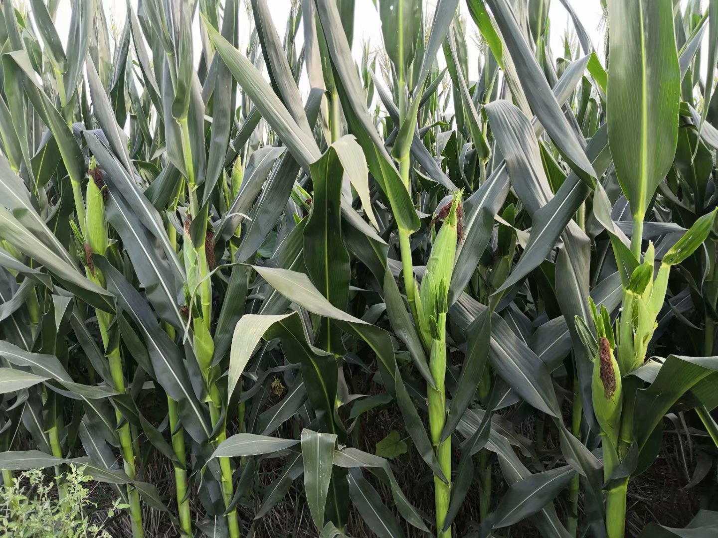 截止2020年3月适宜四川种植的玉米有效品种明细表_雅安地区