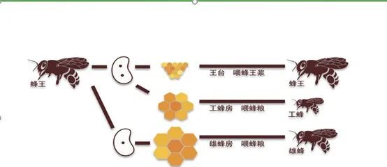 所以属于特权阶级,一辈子只吃一个东西就是蜂王浆,最后经过16天的发育