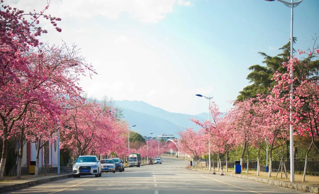 大理大学樱花如期盛放,美得不像话!今天带你"云赏花",春天在路上了!