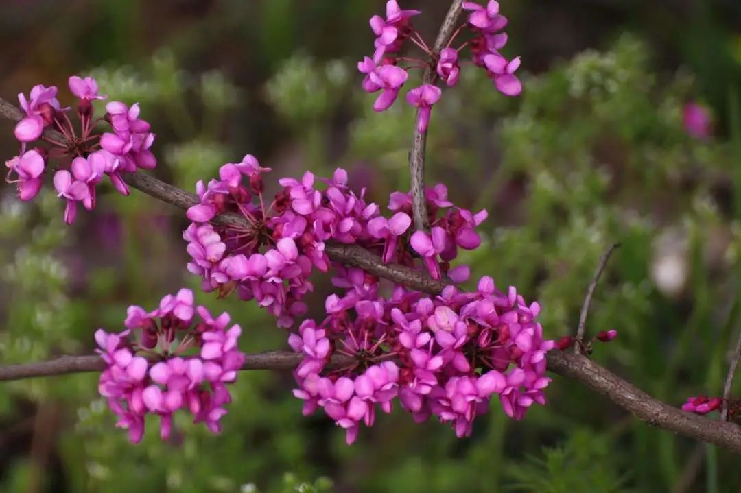 美爆了丽水超全赏花攻略来啦花海就在你身边