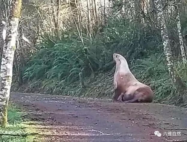 美一巨型海獅坐在森林公路阻塞交通，卻是在森林迷路，找不到回路 寵物 第1張