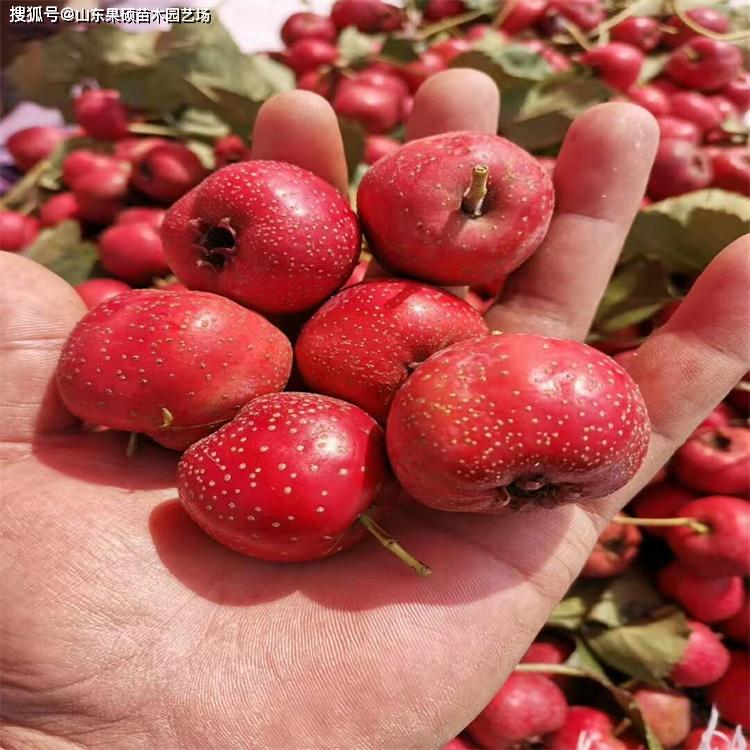 红肉山楂苗新品种 红肉山楂树种植技术