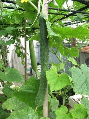 11个院子打造"菜园子",这下每天都有放心菜吃了!