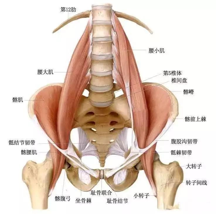 腰大肌和腰小肌联结躯干与下肢,起自腰椎侧面,身体直立时,可稳定下位