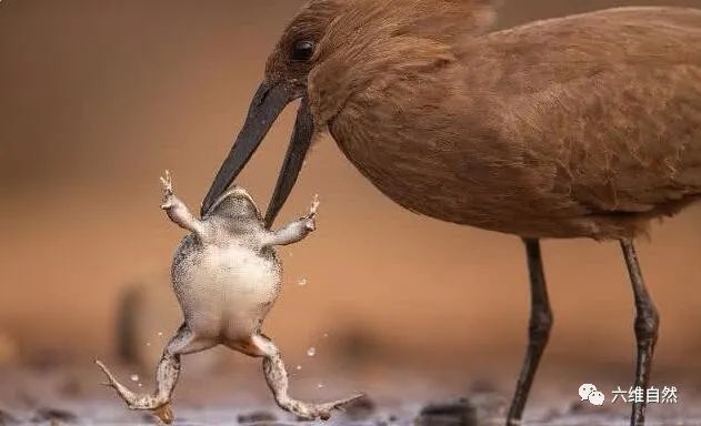 南非一蟾蜍為自保，鼓氣將身體膨脹大幾倍，卻被錘頭鸛的鳥喙啄穿 寵物 第2張
