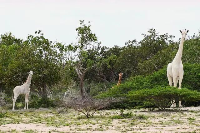 一個輪胎卡住長頸鹿脖子，救援過程中它突然起身，隊員們四散奔逃 寵物 第7張