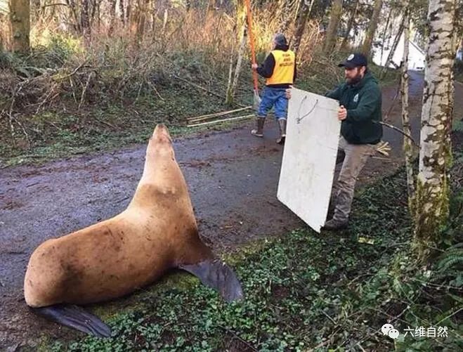 美一巨型海獅坐在森林公路阻塞交通，卻是在森林迷路，找不到回路 寵物 第3張