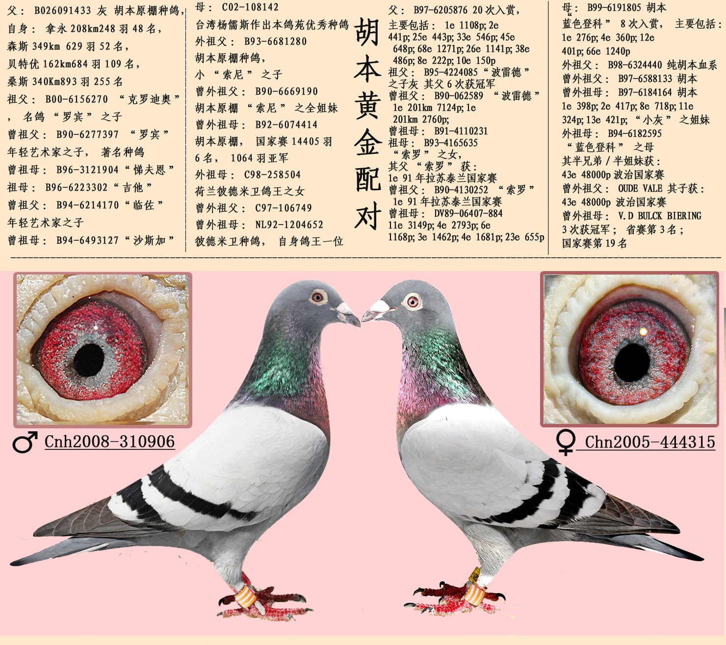 16组超级黄金配对案例血统鸽眼体型解析
