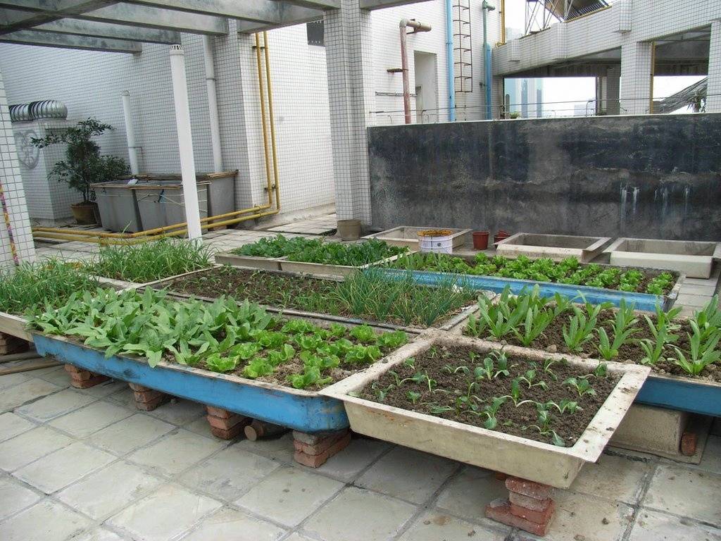11个院子打造"菜园子",这下每天都有放心菜吃了!