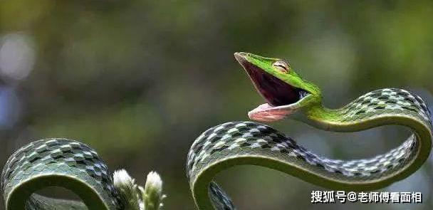 蛇属相和什么属相搭 722b20849ea2420ba798823fa5a0d0e1.jpeg